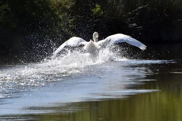 Obraz premium France, Aquitaine, bassin d'Arcachon, amerrissage d'un cygne sauvage dans la zone ornithologique du Teich.