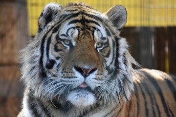 this is a Panthera tigris tigris 