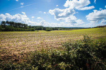 champs de maïs avec une foret en lisière, paysage des Landes en France