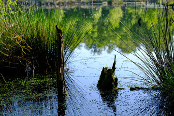 Stiller See mit Spiegelungen im Wald 