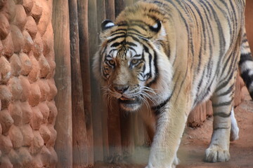 this is a Panthera tigris tigris 
