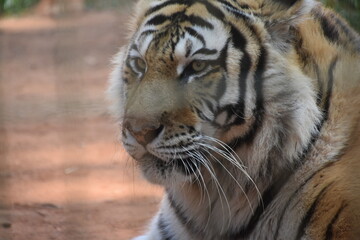 this is a Panthera tigris tigris 