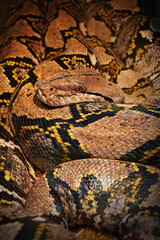 close up of a python