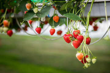 Culture de fraises hors sol, champs de fraise sous serre dans les Landes en France 
