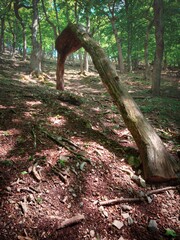 Forest above the village Kuchyna, bent tree, Slovakia