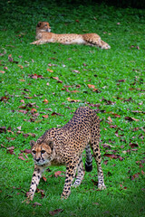 Fototapeta na wymiar leopard in the grass