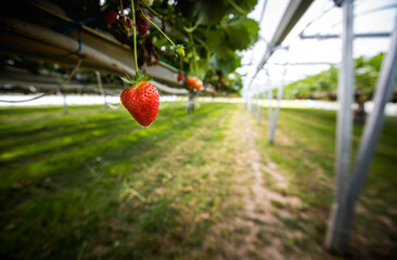 Culture de fraises hors sol, champs de fraise sous serre dans les Landes en France 