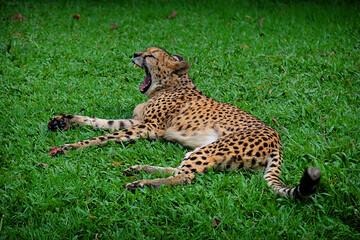 leopard in the grass