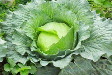 head of cabbage on the field