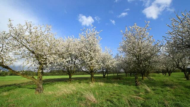 Blossoming cherry trees in the spring orchard