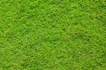 Fototapeta premium green grass texture background