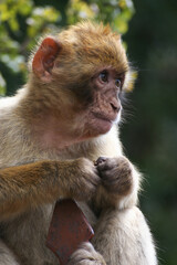 Fototapeta premium a young macaque sits on a railing and looks slyly, ready to make a fuss, Gibraltar