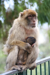 a female macaque with her baby hanging on her, sitting on a tree, Gibraltar