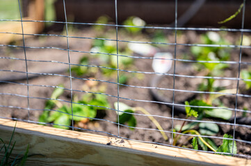 focus on wire fencing to keep out rabbits. Strawberries planted in rows behind the fence with an...