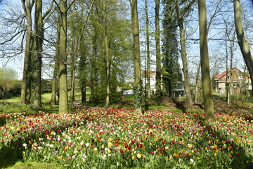 Obraz premium Mer de variétés de tulipes entre les arbres au bois du domaine du château de Grand-Bigard à l'ouest de Bruxelles