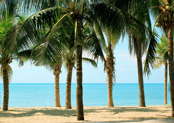 coconut trees on the beach.