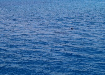 Delfine beim spielen im Roten Meer - Blaues Wasser und spielende Delfine © Emanuel