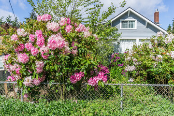 Glorious Roadside Flowers 5