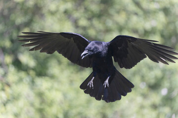 Corneille noire Corvus corone en gros plan ou en vol