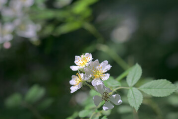 小さな白い花
