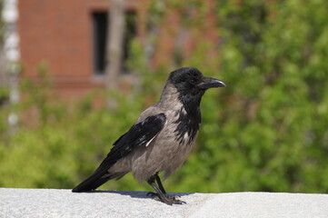 Obraz na płótnie Canvas crow