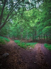 Forest above the village Kuchyna, two ways, Slovakia