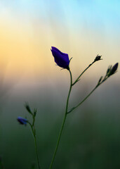 niebieski kwiatek na łąkach