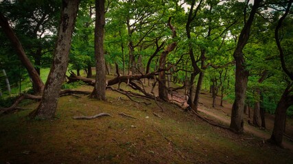 Fototapeta premium Forest above the village Kuchyna, fallen tree, Slovakia