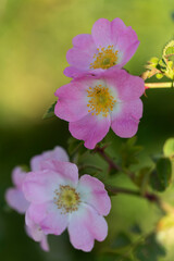 Rosier des chiens, églantier, Rosa canina, fleur en gros plan