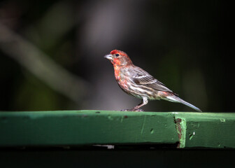House Finch on a hand rail in the Catskill Mountains in NY!