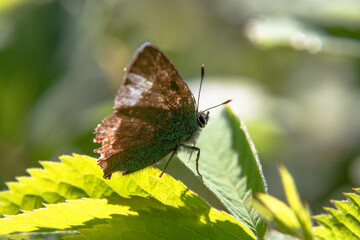 A beautiful moth on a green leaf. Macro photo of insects. .