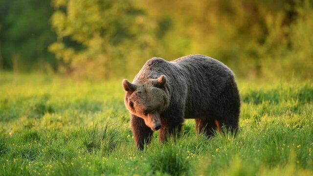 Wild brown bear ( Ursus arctos )	