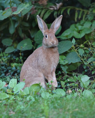 Close up shot of a curious cautious cute brown bunny rabbit eating green leafs surrounded by lush green plants. Selective focus.