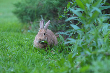 Close up shot of a curious cautious cute brown bunny rabbit eating green leafs surrounded by lush green plants. Selective focus.
