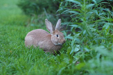 Close up shot of a curious cautious cute brown bunny rabbit eating green leafs surrounded by lush green plants. Selective focus.