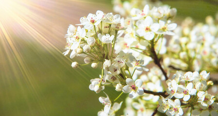 White blooming Callery Pear tree branch