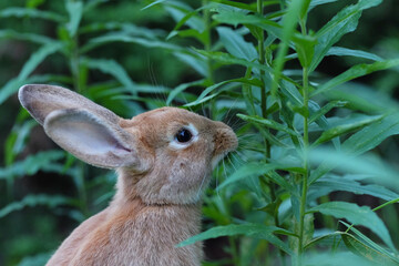 Close up shot of a curious cautious cute brown bunny rabbit eating green leafs surrounded by lush green plants. Selective focus.