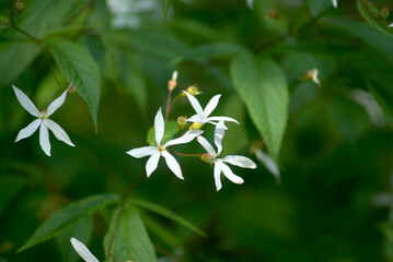 ミツバシモツケ