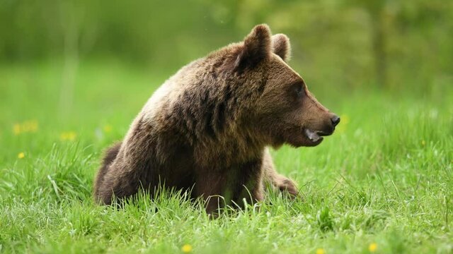 Wild brown bear ( Ursus arctos )	