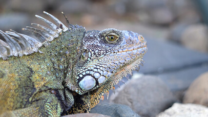 Closeup macro photo of sunbathing large iguana in its natural habitat. Selective focus, blurred natural green background. 
Seminario Park (Parque de las iguanas), Guayaquil, Ecuador.
