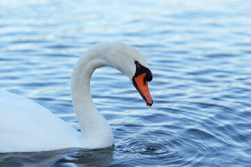 White swan with bright red beak swimming in the lake. Small water drops on the beak and feathers.
Selective focus, blurred blue water background.