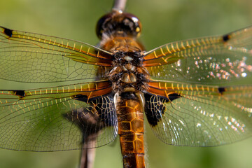 Beautiful dragonfly on a background of green foliage. Macro photo of insects.