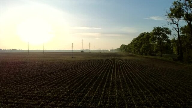Aerial drone view flight over huge plowed field with young corn sprouts