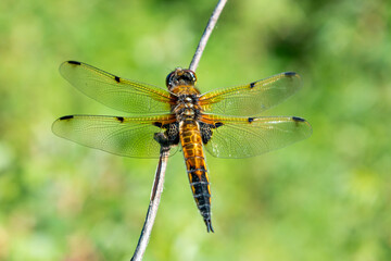 Beautiful dragonfly on a background of green foliage. Macro photo of insects.