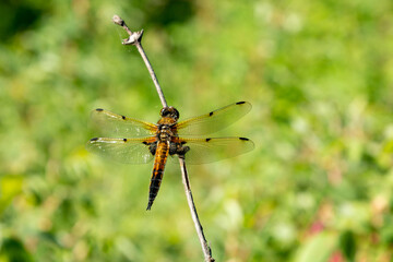 Beautiful dragonfly on a background of green foliage. Macro photo of insects.