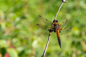 Beautiful dragonfly on a background of green foliage. Macro photo of insects.
