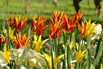 variété de fleurs au parc du château de Grand Bigard à l'ouest de Bruxelles