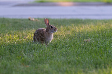 Close up shot of a curious cautious cute brown bunny rabbit eating green grass on a street in residential area. Selective focus, blurred background. Wildlife in a city concept. Space for copy.