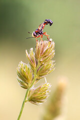 Physocephala vittata, insect doing gymnastics in a green meadow