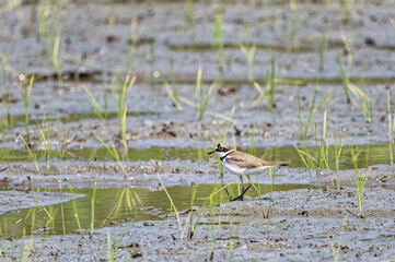little ringed plover Charadrius dubius in a paddy field in Fukuoka, Japan